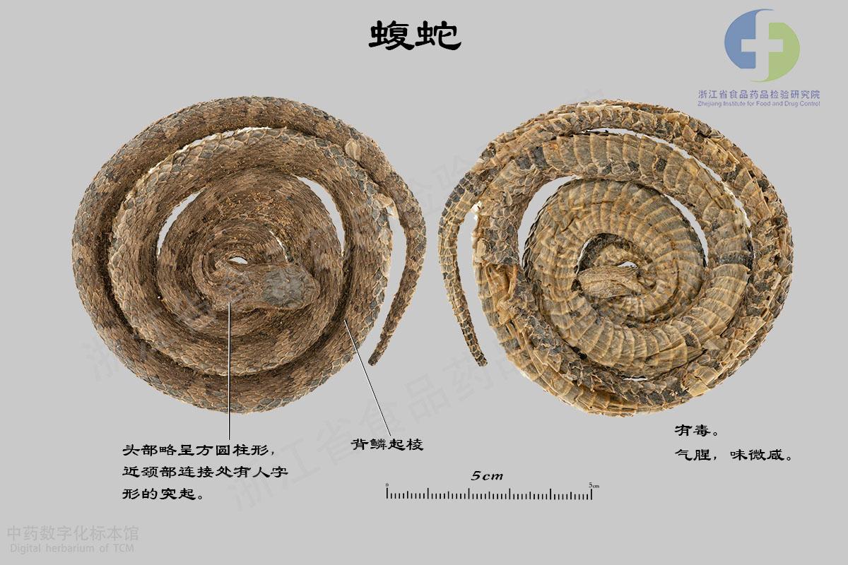 蝮蛇 标本影像